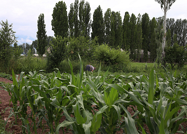 Door sommige heersers werden de Mennonieten gedoogd als ze op onvruchtbare grond gingen wonen. Zo zijn ze door de eeuwen heen bedreven boeren geworden. 